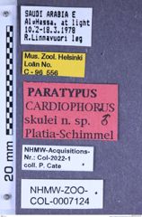 Etiketten zu Cardiophorus skulei (Platia & Schimmel, 1997) (NHMW-ZOO-COL-0007124)